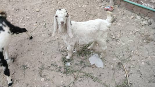 2 Bache AK dodh wali bakri