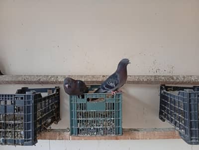 Danish pegions and others for sale