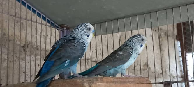 Top Quality Black wing pairs