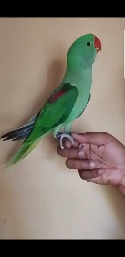 All birds chicks available