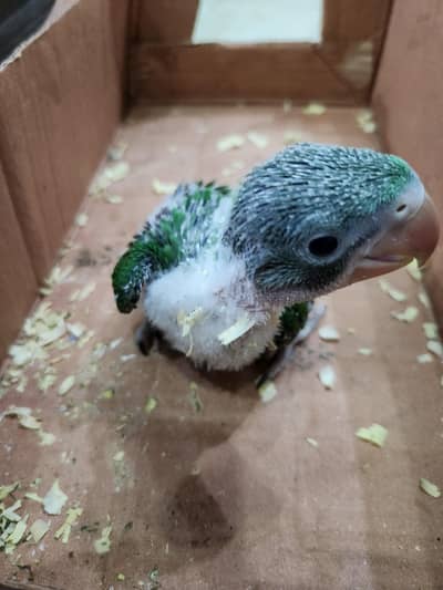 talking parrot chicks