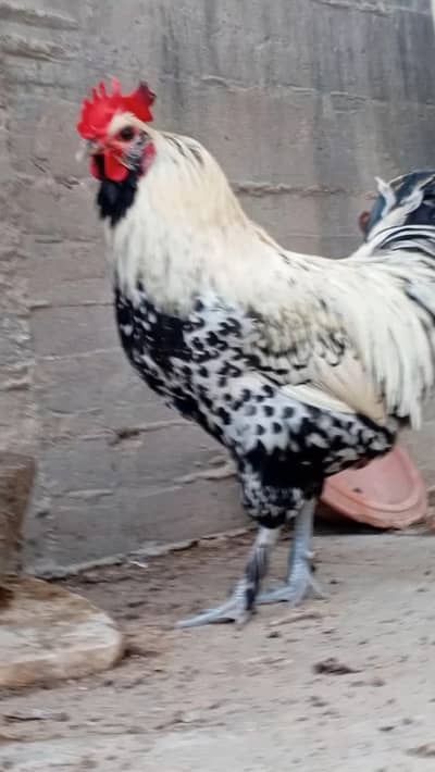 Attractive Rooster