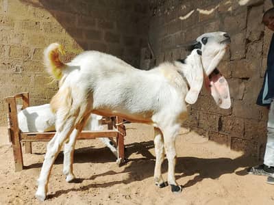 bakra 2dant breader ha