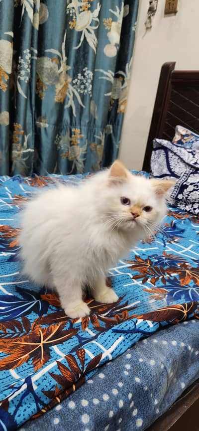 White Persian Female Cat