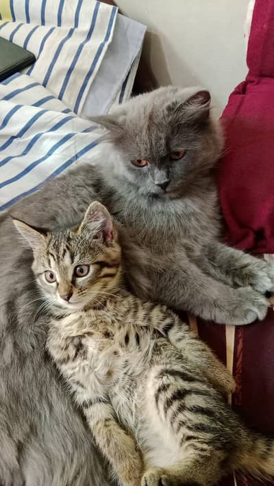 Persian cats hai dono