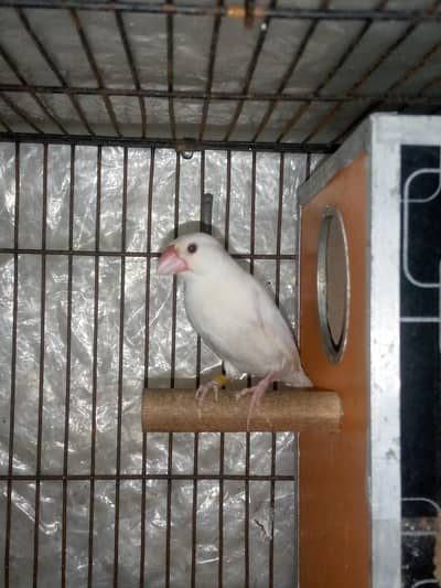 White Java Bird Breeder Pair Fly Tail Nail All ok