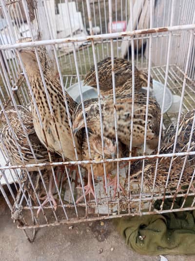 get a quail in just 300 PKR