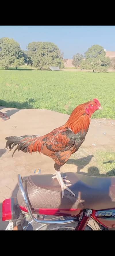 Pure Mianwali aseel Murga for sale