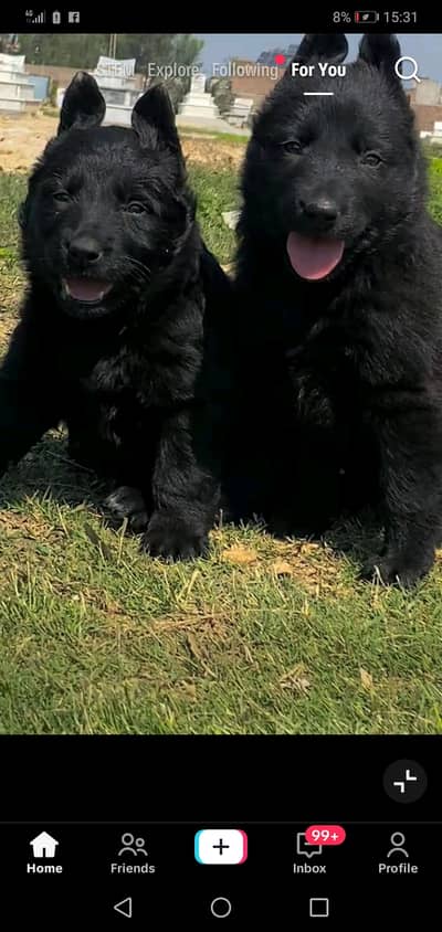 Black German Shepherd| Puppy | Triple Coat puppies | Dog For Sale |GSD