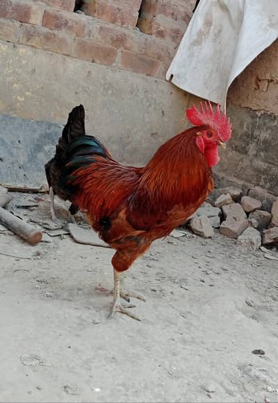 desi murgya | murga | egg laying | breeder pair desi | andy wli