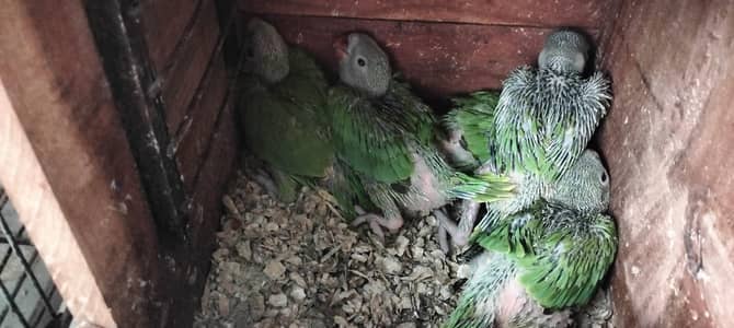 Green Ringneck Chicks