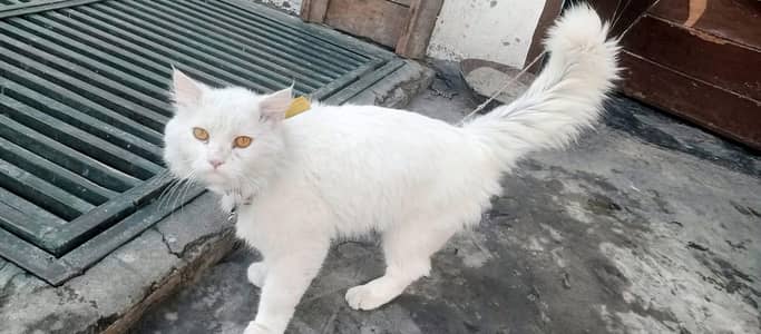 Persian cat