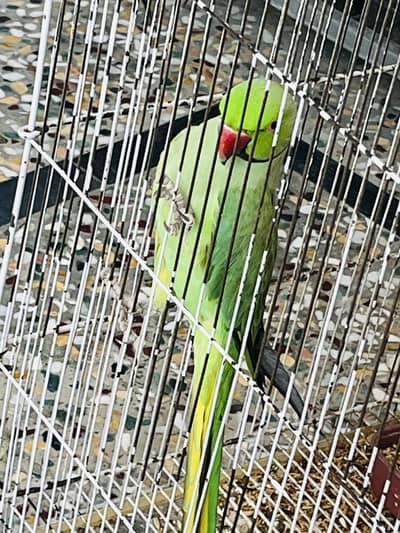 Ringneck Parrot