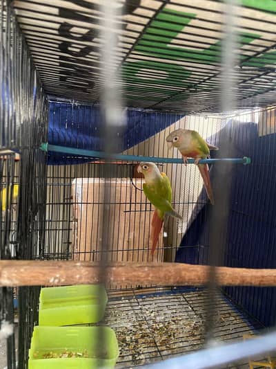 Pineapple Conure Breeder Pair