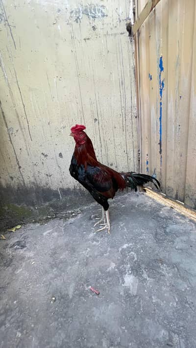 killi taaj wala aseel murgha