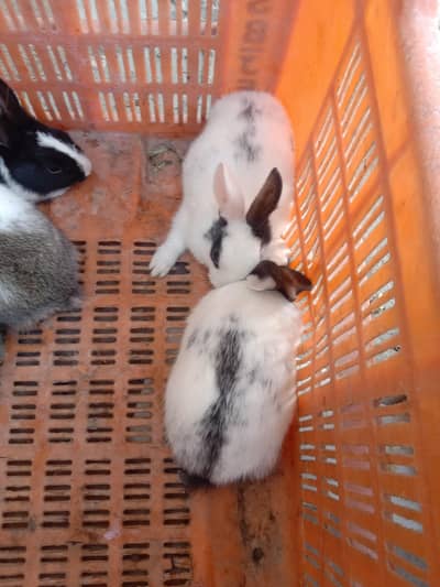rabbit baby pair for sale 03224186572