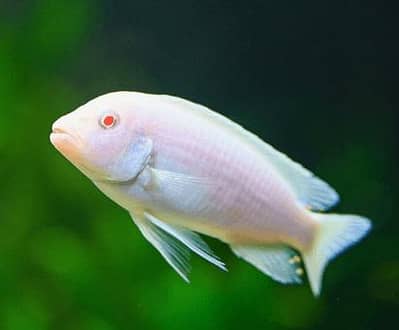 Albino Malavi Cichlid
