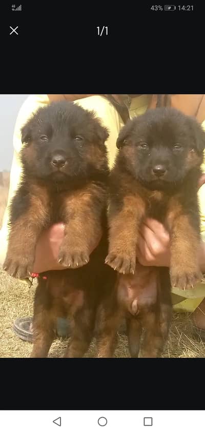German Shepherd| Puppy | Triple Coat puppies | Dog For Sale |GSD
