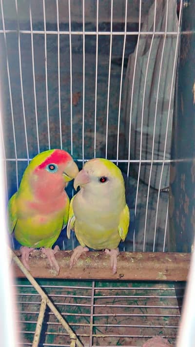 love bird all breeder pair for sale