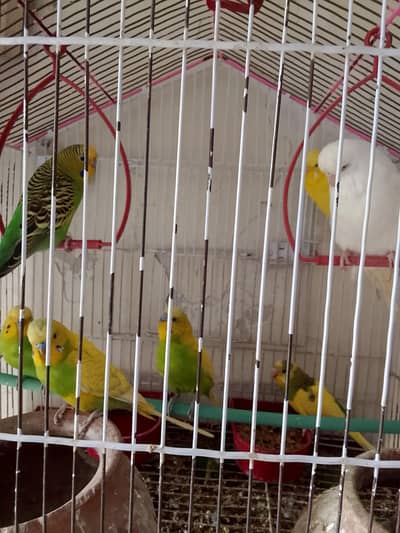 pair of Australian birds