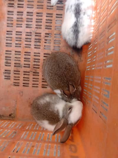 rabbit baby pair for sale 03224186572