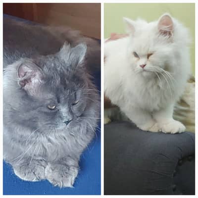 PERSIAN CAT FOR SALE PAIR WHITE AND GREY