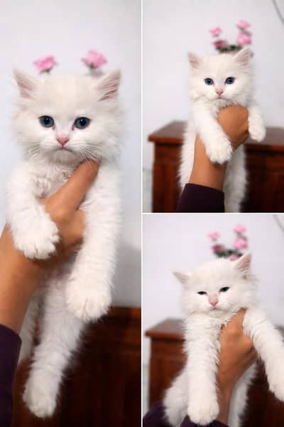 Triple coat kitten available contact#03281947009