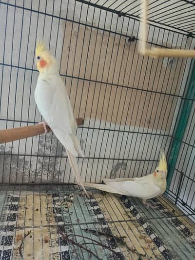 cockatiel breeder pair