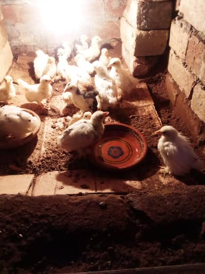 japanese, milli flower, English game, molted bentum