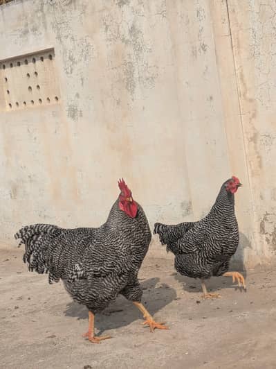 Playmouth Rock Heritage Eggs and Chicks