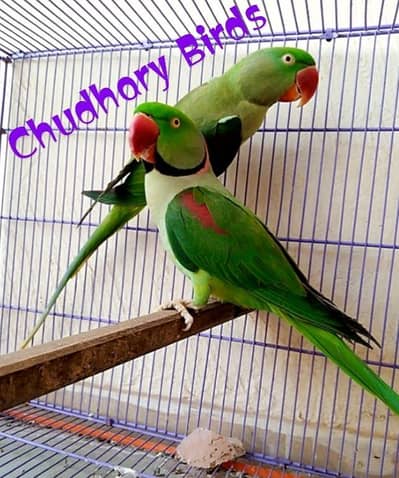 Raw parrot/ breeder Pair