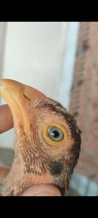 mihigh quality amroha chick for sale