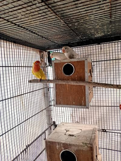 love bird 3 pair breeder availble