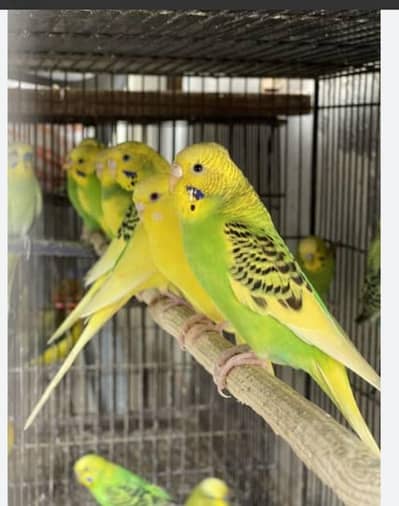 Australia parrot active