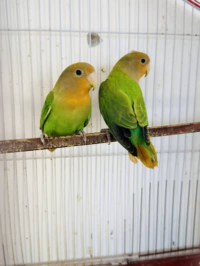 Rosiquoli opline breeder pair