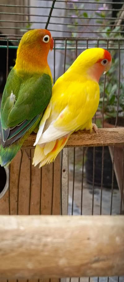 Lovebird Breeder Pair for sale  Read ad first  exchange possible