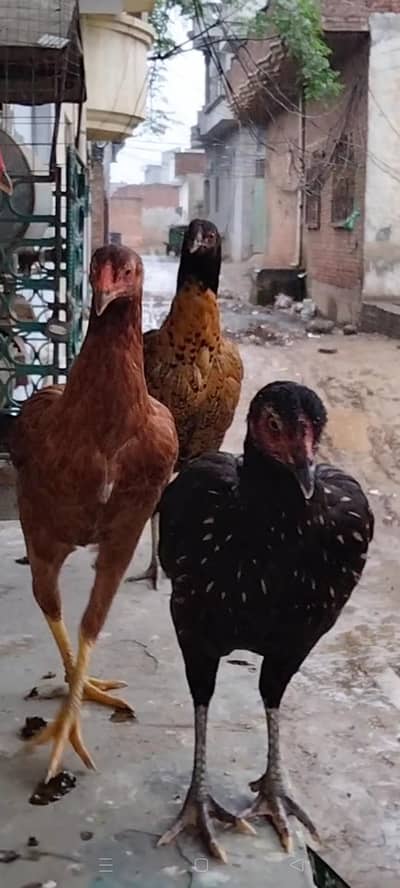 High Quality Assel Burmi Cross pathiyan available. . .