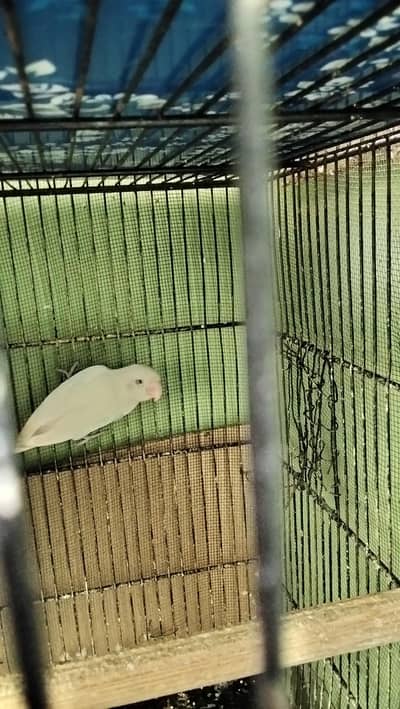 albino male for sell