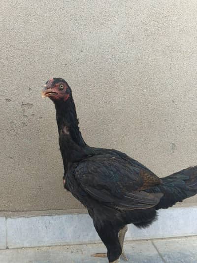 Black Shamo aseel murgi Buht achi murgi hai