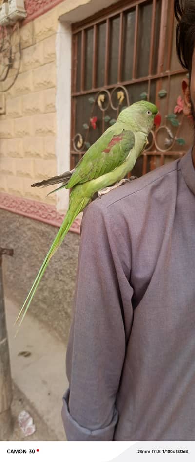 Raw Parrot