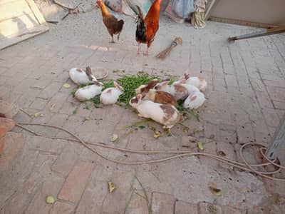 rabbits for sale per piece