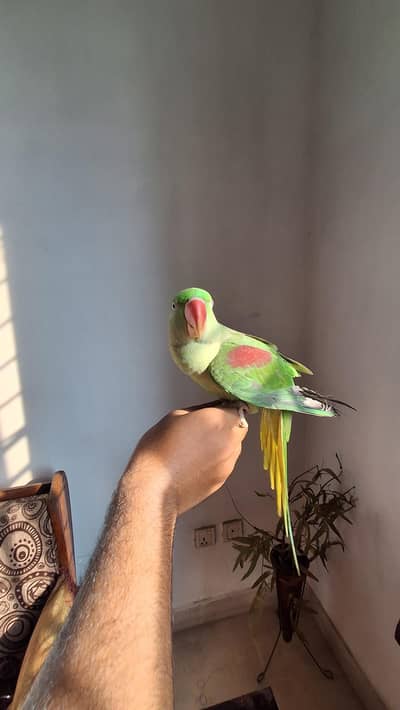 Adult Talking Raw parrot Female