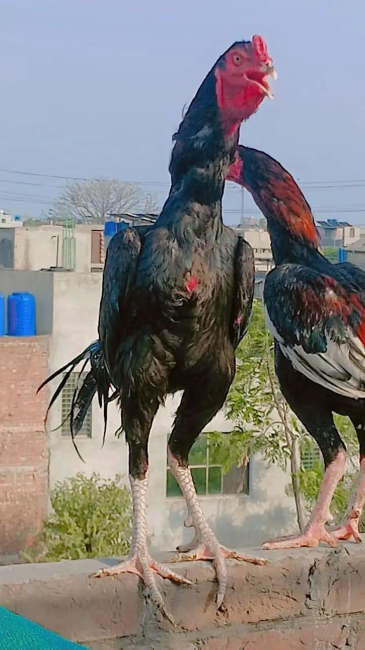 mianwali aseel — photo 2