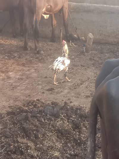 White & Black Rooster – Healthy Farm murga for Sale