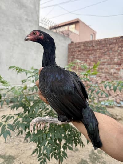 Pure high quality pathi