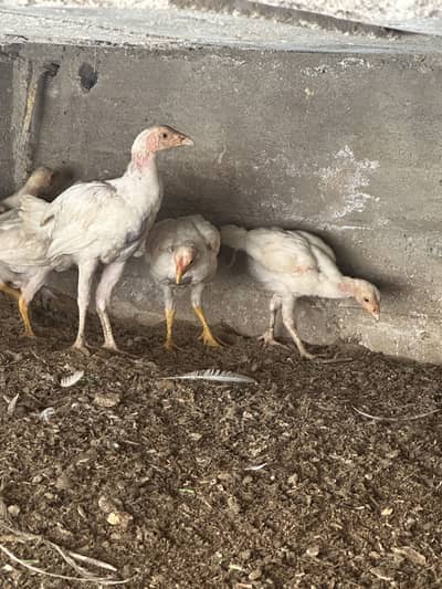 Total 6 bache hai full active and healthy chicks hai