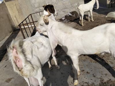 gulabi Bakra and bakriyan for sale 03119211770