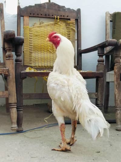 white hera aseel what's up numb 03148042268