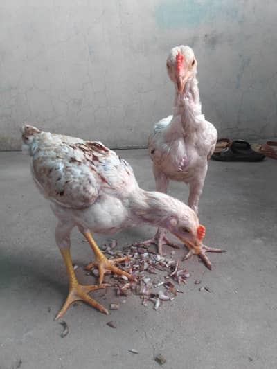 pure aseel chickes dono male Hy