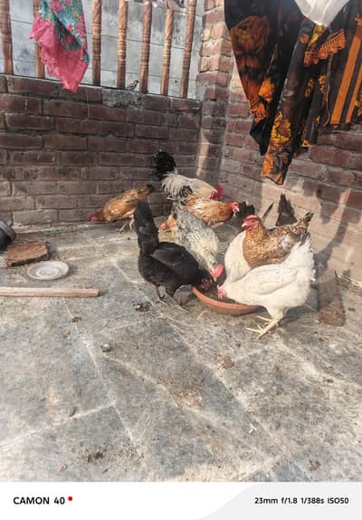 golden misri for sale